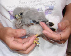 Harrier chick