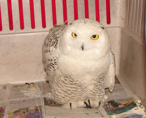 SNOWY OWL