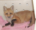 Young fox