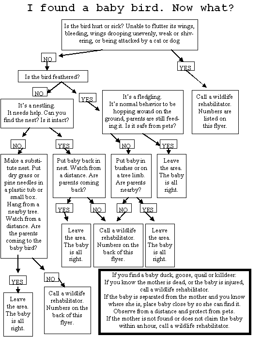 Baby Bird Decision Tree